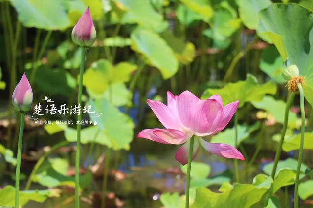 浙江宁波的江岸向日葵花海，与3处诗意荷塘相邻，拍照超级出片