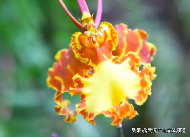 万株热带兰花盛放“23℃花屋” 武汉植物园热带兰展冬日绘春