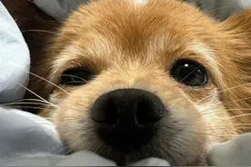 养狗久了才知道，冬天狗冷不冷，看这几个信号图片