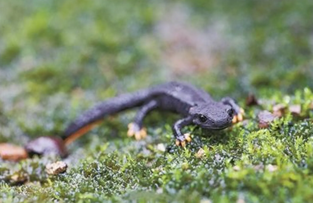 野外仅存600多只！浙江4人徒手抓26只，价值10多万