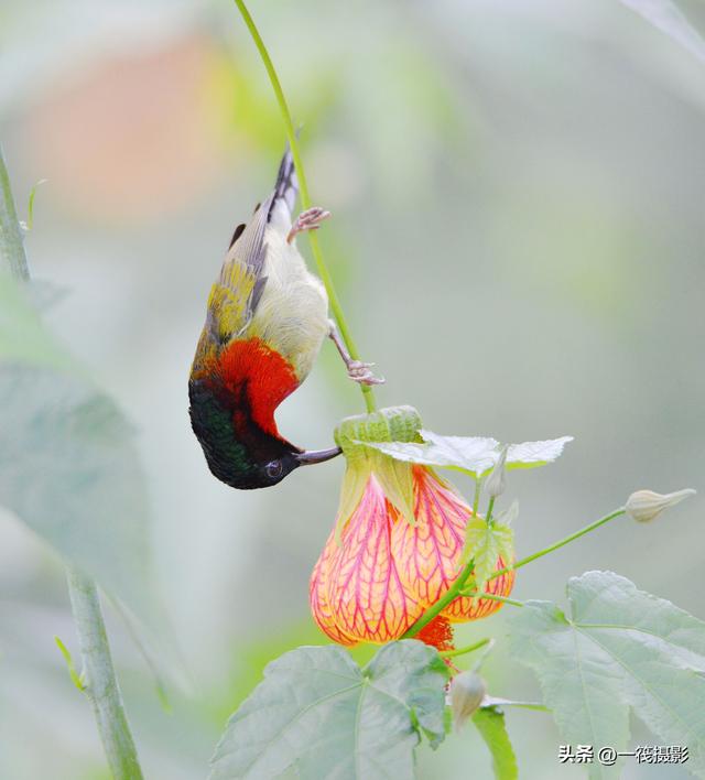 叉尾太阳鸟，拥抱反纹悬铃花