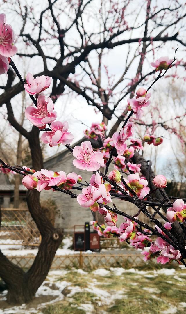 北京大观园“梅花”提早绽放 古风新春景致惊艳亮相