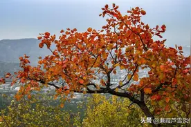同步第二单元万字佳作选展——阿宝老师的“作文经”（三五三）图片