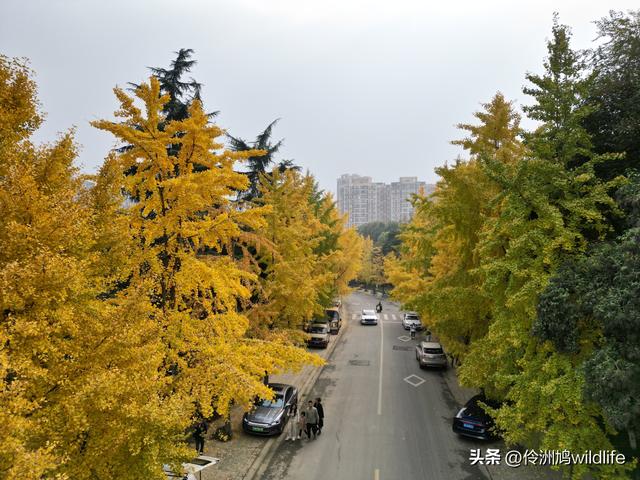 成都徒步（71）·昭觉寺银杏&升仙湖水杉
