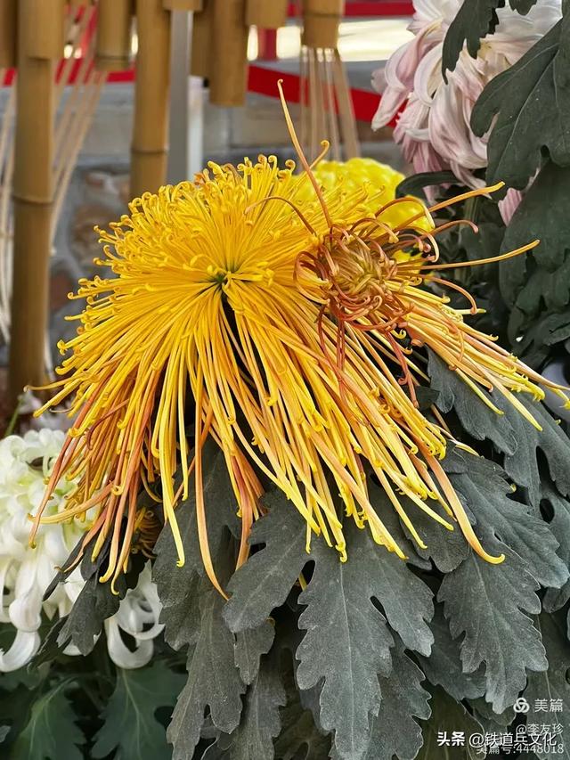 李友珍||岁月倏然·菊韵飘香——紫竹院公园的菊展