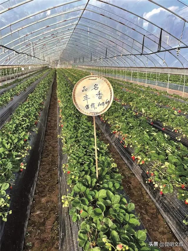 别再问昆明哪里能摘草莓了!收下这份采摘地图,直接抄作业→