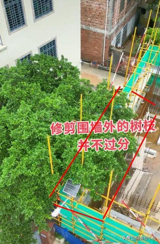全红婵家建房最新情况：施工受阻，邻居仍不肯砍树，现场照片曝光