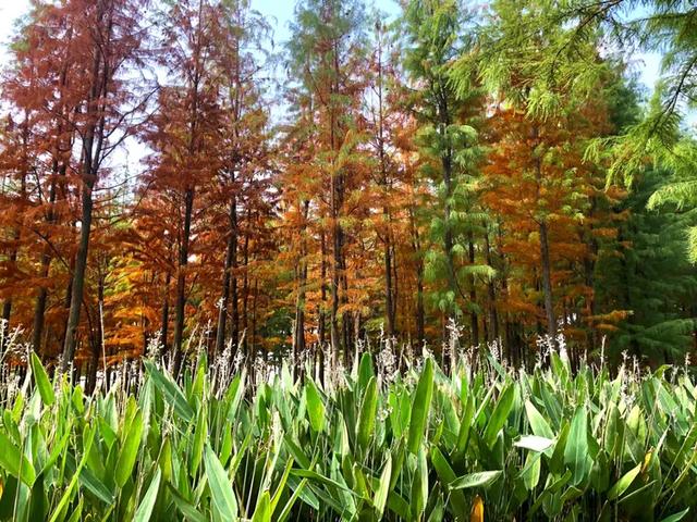 秋色斑斓美如画