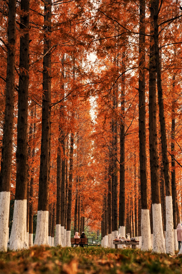 临沂「红杉」「红枫」浓度拉满，出片率100%