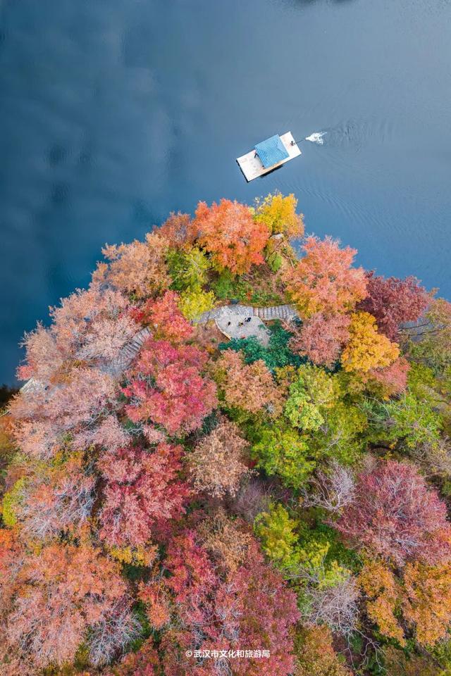 红了！武汉5000余亩红叶树，集体变色