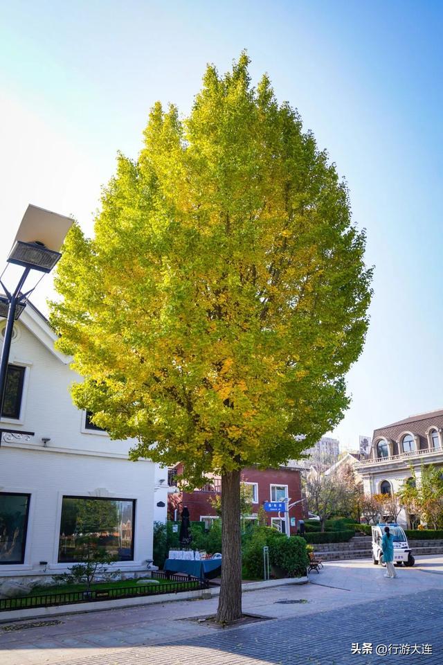 错过等一年~这个周末来这些免费打卡点，拍落叶