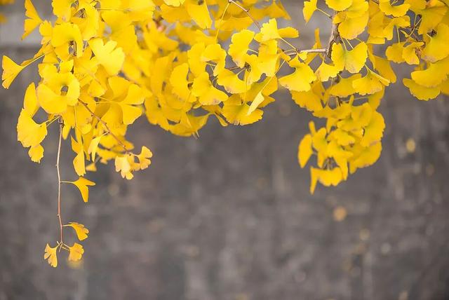 好看！好拍！🤩成都秋日银杏打卡攻略请收好~