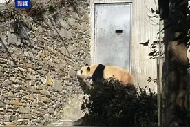 静养百天！大熊猫“福宝”今日与公众再度见面图片