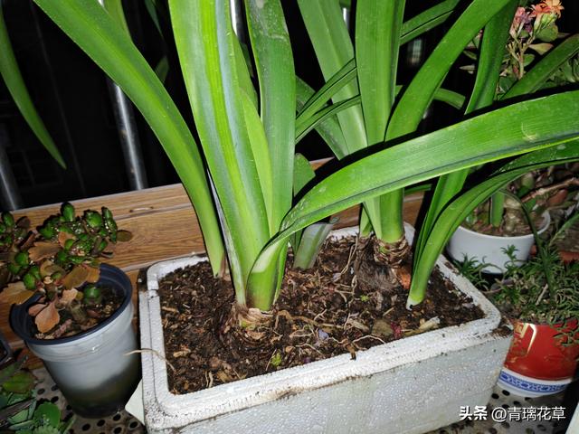 在家自制花卉肥料全攻略：从原料到使用的一站式指南
