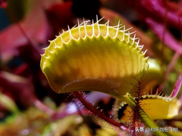 厦门植物园：邂逅自然的绮梦