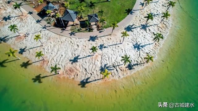 谁懂啊！建水五龙湖新来的黑天鹅，直接美成冬日童话