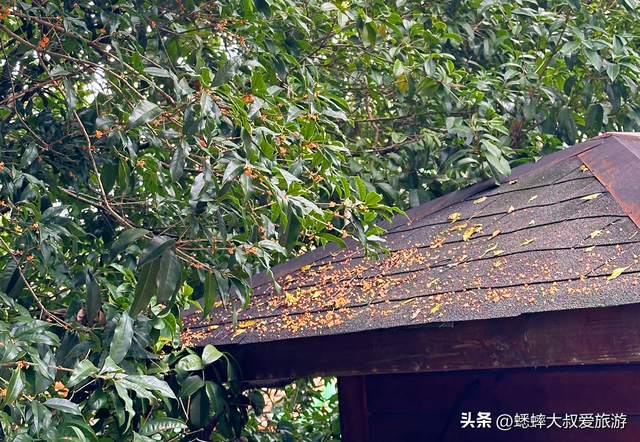 快来杭州一趟高雅之行吧，六大桂花秘境进度达70%，满城尽是香味