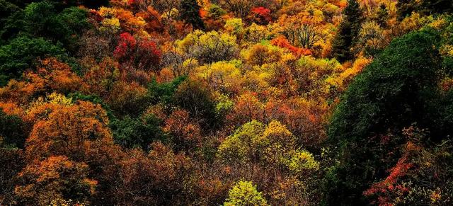 红叶竟为“新生”色?两大争议难分高下,实验给出方向
