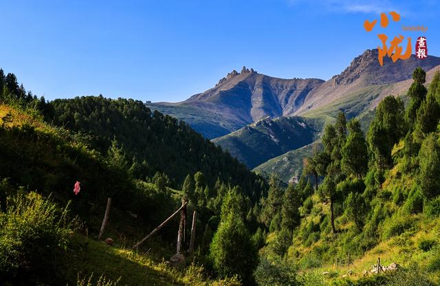 【小陇画报·433期】天祝哈溪：白雪绿林同框 冬日浪漫如画境