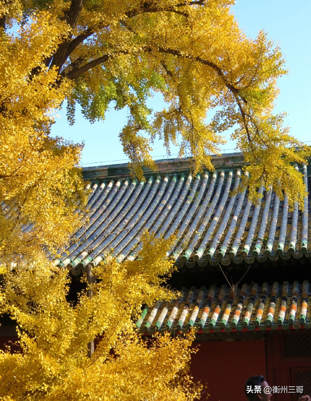 乾隆帝曾赋诗的银杏树王——大觉寺的银杏树王