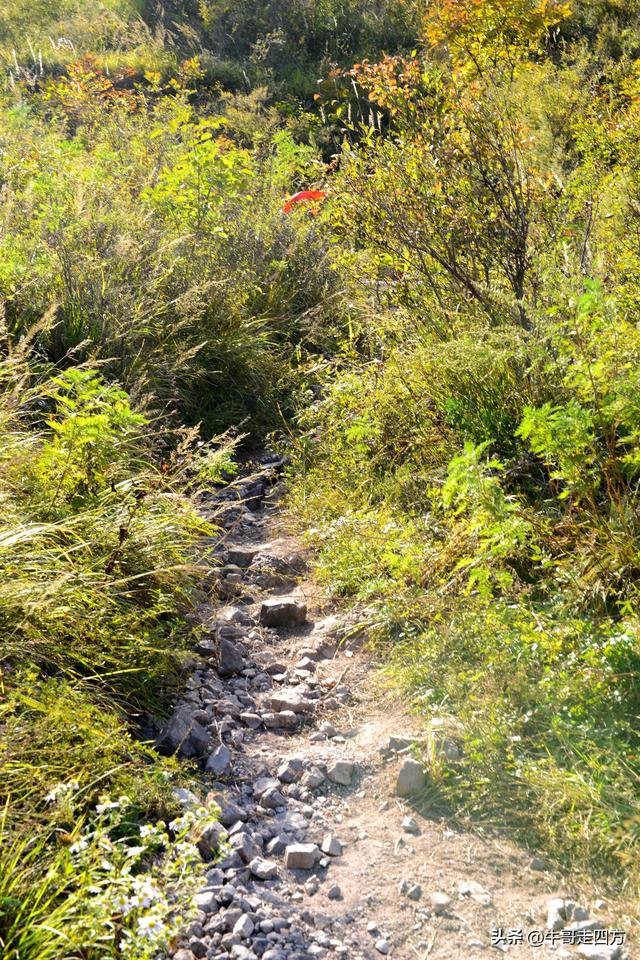 延庆应梦寺（五）：山巅极目收千嶂，林海听风涤尘心