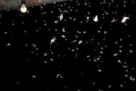 英国一项研究显示飞蛾绕灯飞或另有缘故图片