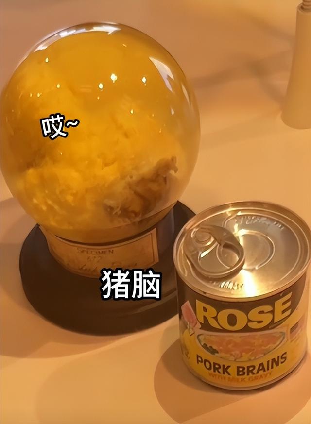 博主在瑞典逛 恶心食物博物馆，燕窝 猪脑就忍了，看到皮蛋绷不住了