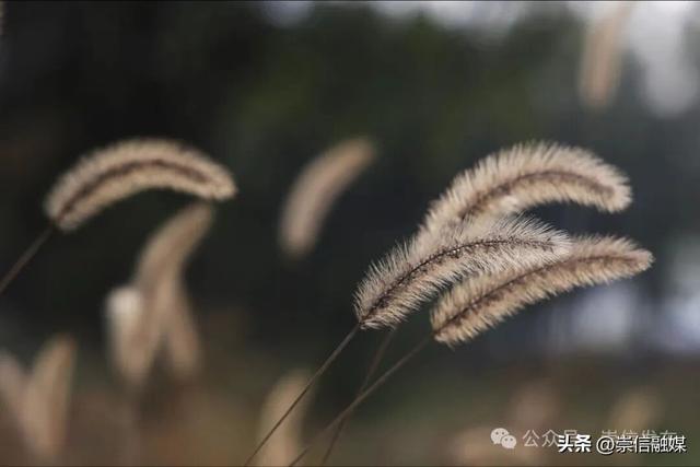 初冬汭河，摇曳一岸诗意时光