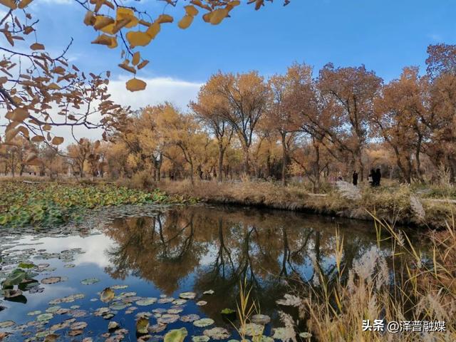 泽普胡杨迎来最佳观赏期 金黄画卷引客来 胡杨美景生共鸣