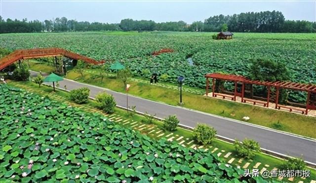 嘉鱼新街500亩荷塘盛夏焕新颜！