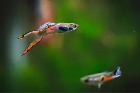 孔雀鱼的选择图片