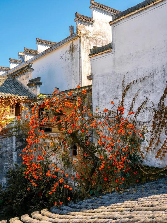 安徽一男子，因“老屋的一棵柿子树”走红，美成一幅画，好治愈吖