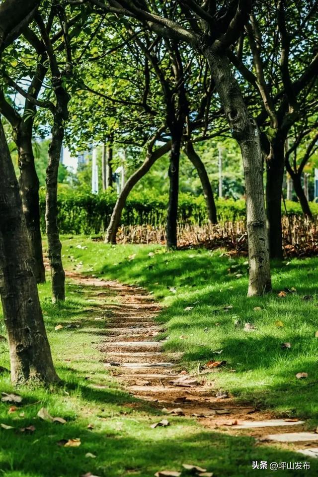 骑遇坪山① | 宝藏“高颜值”骑行线,拍出森系大片刷爆朋友圈