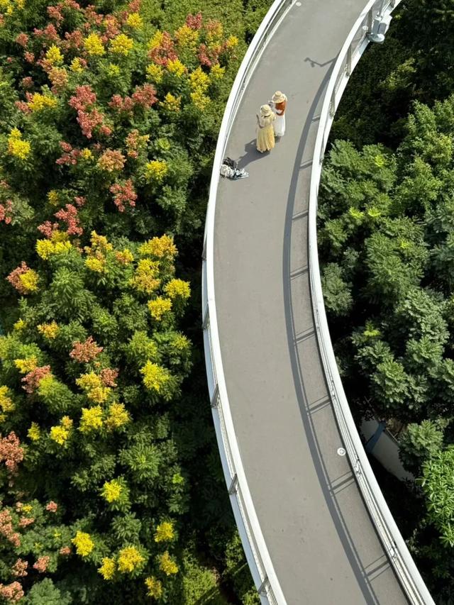 被厦门的秋天圈粉了！金色花海、粉色“云霞”……周末就出发→