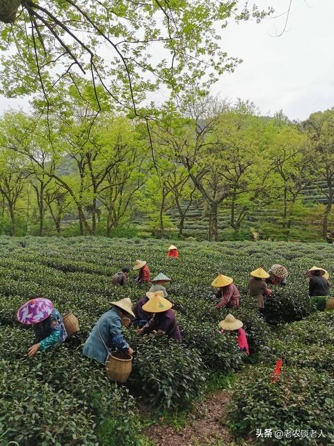 相约秋天：老人“游山”，老玩法新花样，收获不一样的惊喜