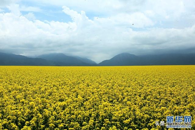 【中央媒体看甘肃】甘肃张掖：祁连山下铺“金”毯