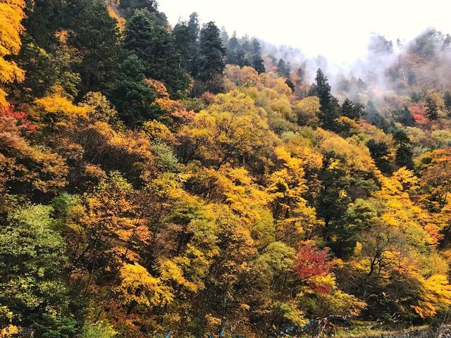 彩林观赏季，赏秋绝佳时，10月-12月适合去看的7处彩色山林