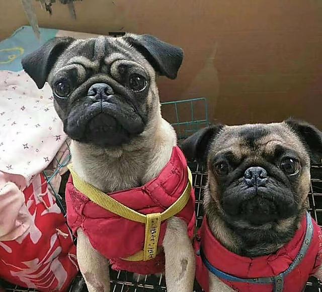 国产的犬种：最“名贵”的六种狗，你有养过吗？
