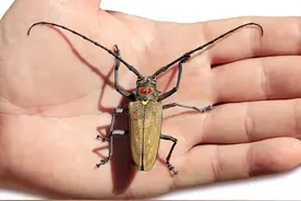 农村被无视的4大昆虫，每一种都“身价不菲”，最贵的可以买5头牛图片