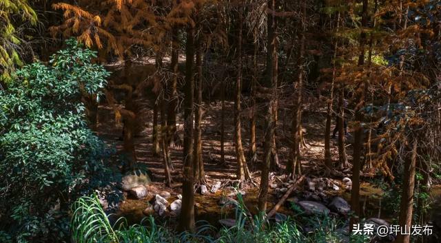 “都市栗人” 指南：坪山寻景品咖、暖过秋冬