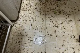 白蚁潮，来了！今夏，上海第一波！专家：5月26日或大范围爆发图片