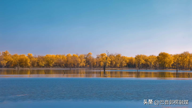 胡杨林的黄金时间来了，到巴州不只塔里木胡杨林公园，这些胡杨林，个个惊艳