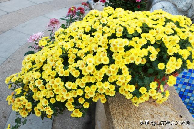 携老伴虹桥花园赏菊（上）