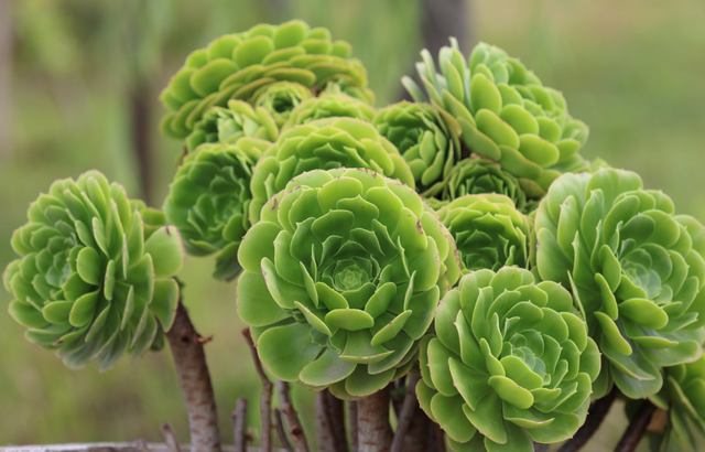 美国国家科学院院刊：科学家发现一条限制生命生长的隐藏宇宙规律