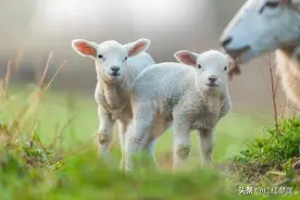 生肖羊与哪些生肖相处不来，天生敌对？图片