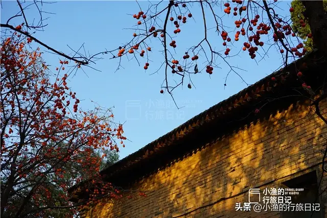 西安面积最大的免费古寺，地处闹市，幽深静谧！秋色正浓