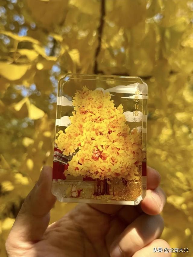 绝美！北京秋季颜值已达巅峰！这样定格最美秋天！