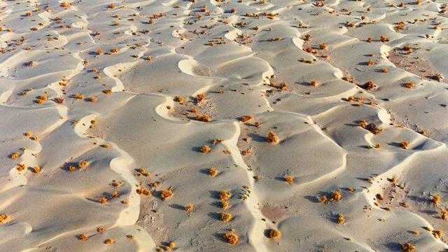 出片率100%！赴一场沙漠胡杨的金色之约