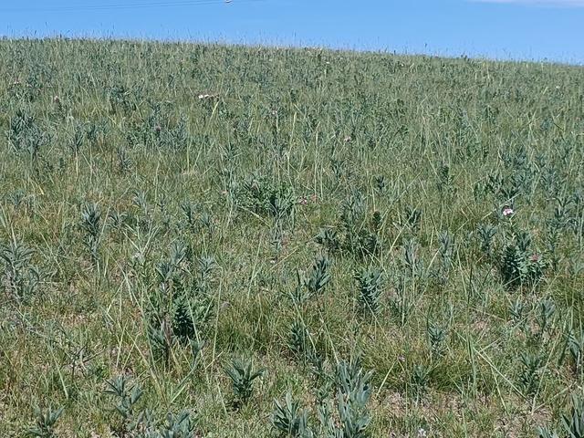 由踏甘肃地之二十九 张掖篇之二十七 康乐草原