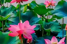 人到老年，想要活得有尊严，就得记住“这4句”忠言图片